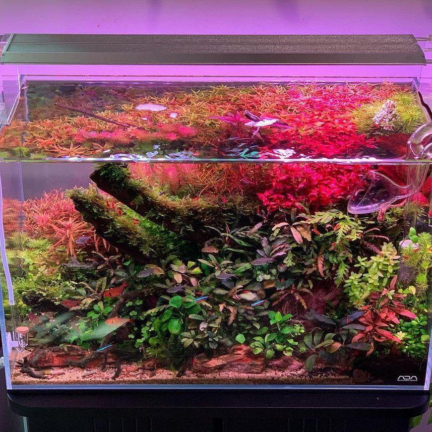 WEEK AQUA Akvaryum Deniz Merca - Reef Lighting incelemesi ve fiyatı